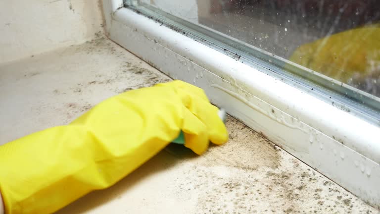 Mold Remediation for Vacation Homes in Lisle, IL